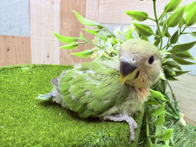 コザクラインコ（小桜インコ）