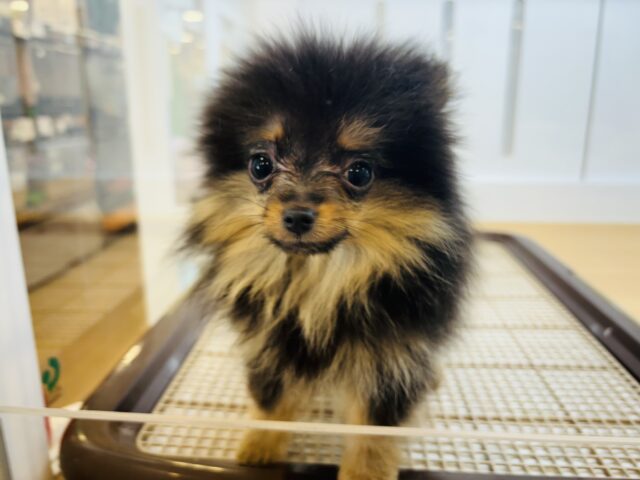 ポメラニアン