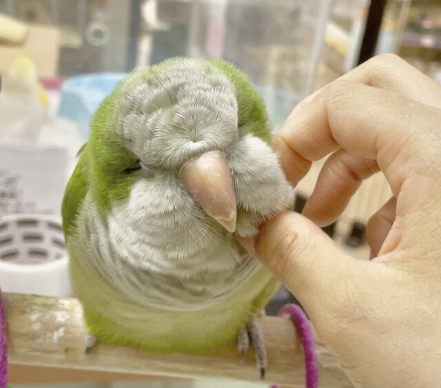 オキナインコ