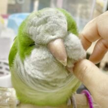 モフモフ界の頂点💚オキナインコ（グリーン）