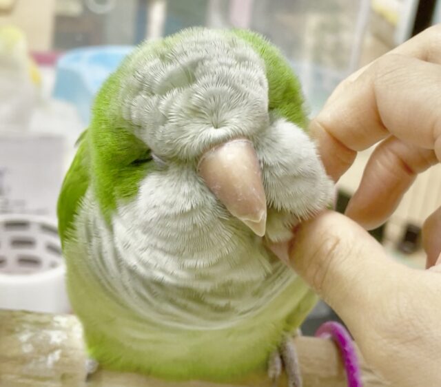 モフモフ界の頂点💚オキナインコ（グリーン）