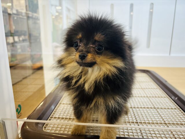 ポメラニアン