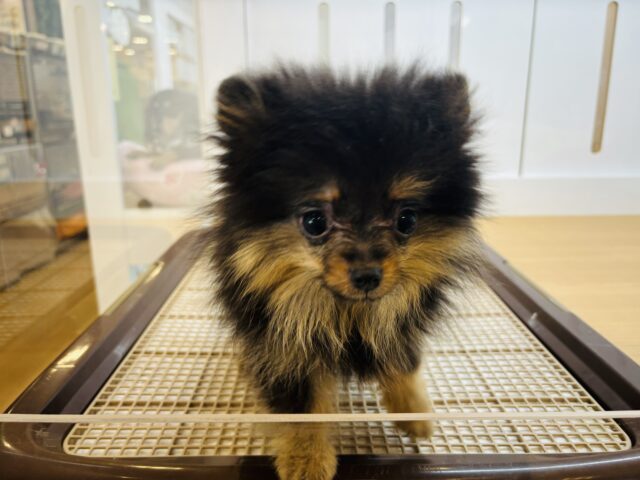 ポメラニアン