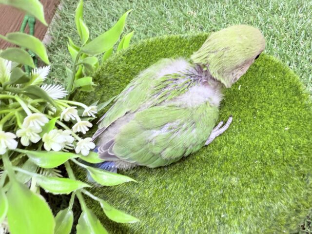 コザクラインコ（小桜インコ）