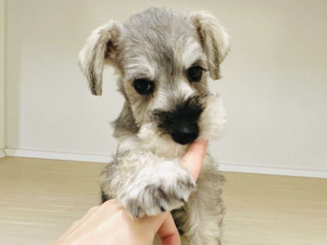 ミニチュアシュナウザー