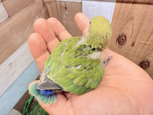 コザクラインコ（小桜インコ）