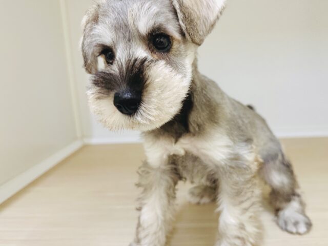ミニチュアシュナウザー