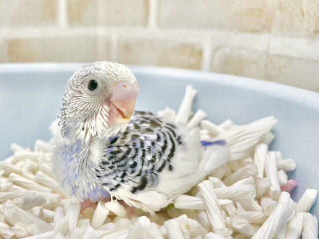 素敵な色合い〜🩵🤍セキセイインコ（ブルーパイド）