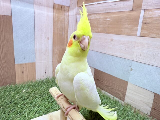 オカメインコ
