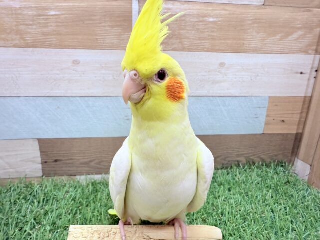 オカメインコ