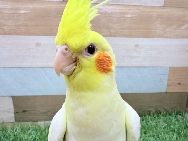 オカメインコ