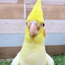 証明写真のように正面からハイチーズ📸✨オカメインコのルチノー❣️