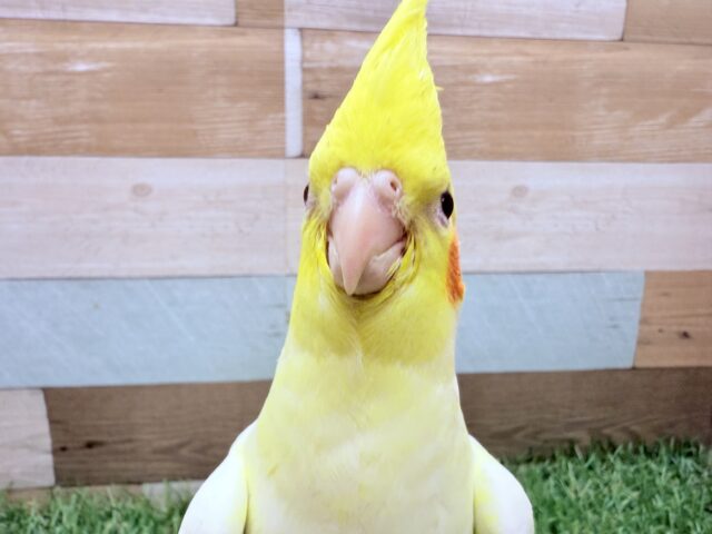 証明写真のように正面からハイチーズ📸✨オカメインコのルチノー❣️