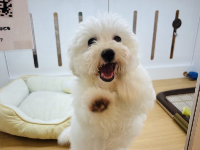 ビションフリーゼ