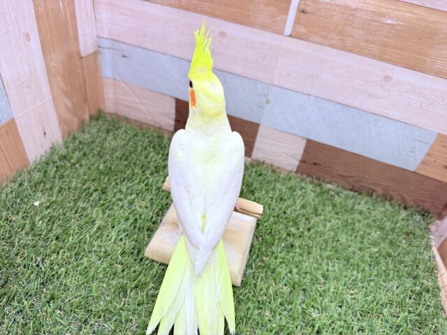 オカメインコ