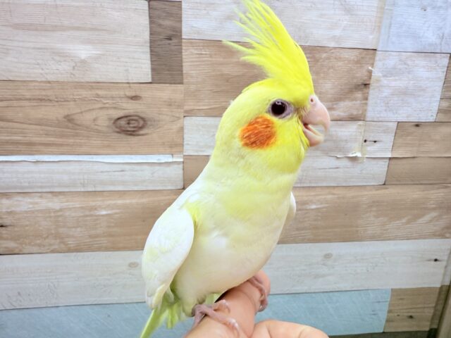 オカメインコ