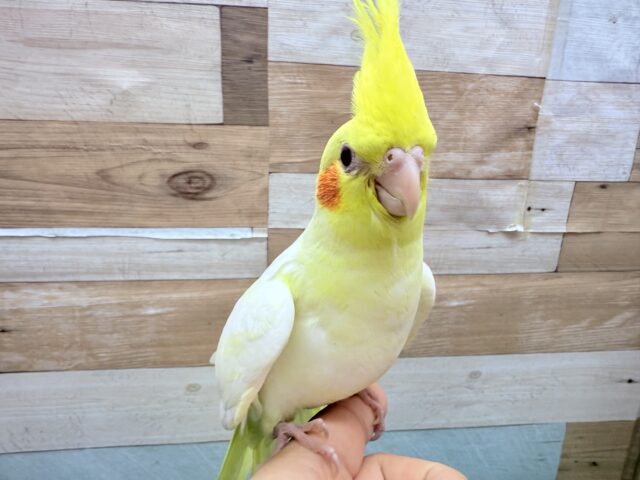 オカメインコ