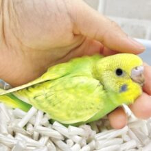 フレッシュツートン🍋🍐セキセイインコ（グリーンスパングル）