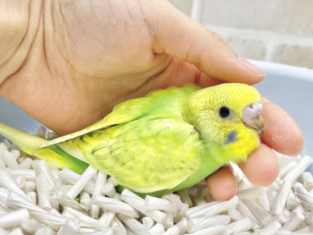 フレッシュツートン🍋🍐セキセイインコ（グリーンスパングル）