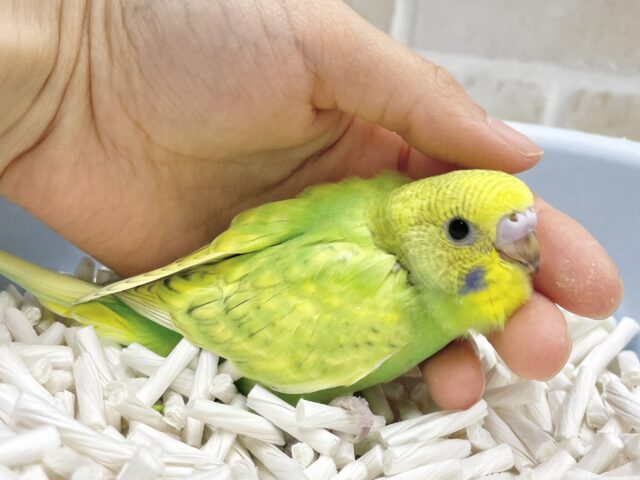 セキセイインコ