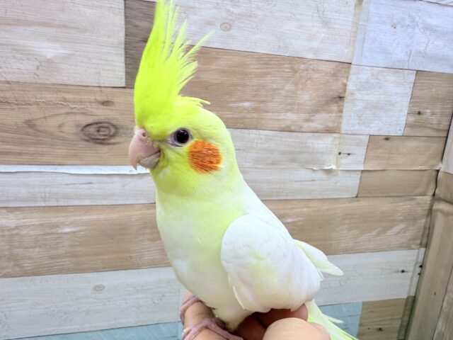 オカメインコ