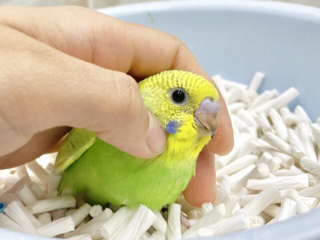 セキセイインコ