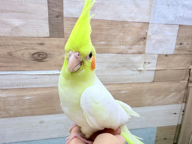 オカメインコ
