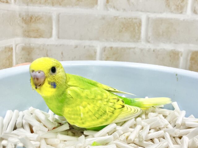 セキセイインコ