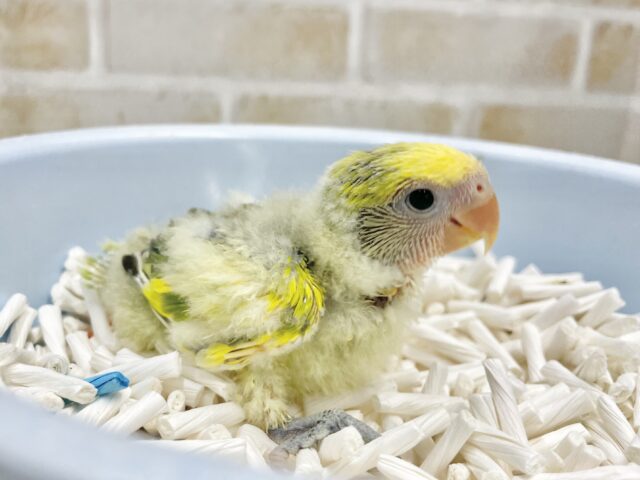 コザクラインコ（小桜インコ）