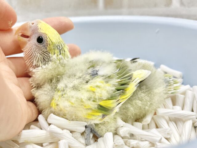 コザクラインコ（小桜インコ）