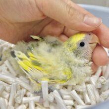 トロピカル🏝️💛🧡💚コザクラインコ（タイガーチェリー）