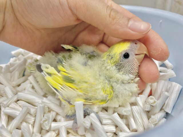 トロピカル🏝️💛🧡💚コザクラインコ（タイガーチェリー）