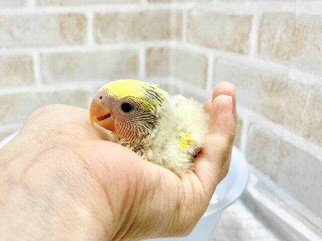 コザクラインコ（小桜インコ）