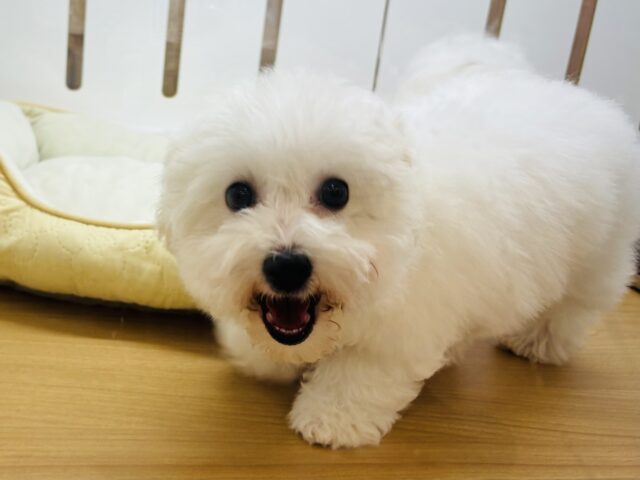 ビションフリーゼ