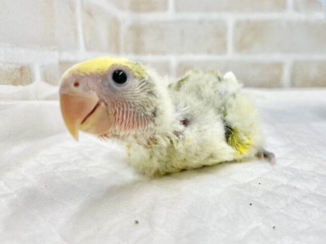コザクラインコ（小桜インコ）