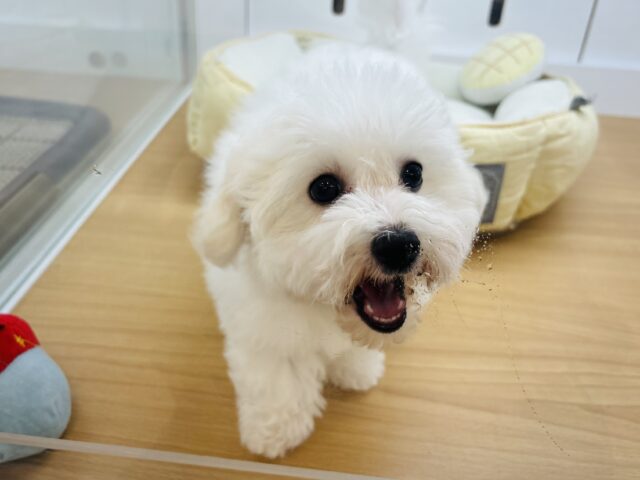 ビションフリーゼ