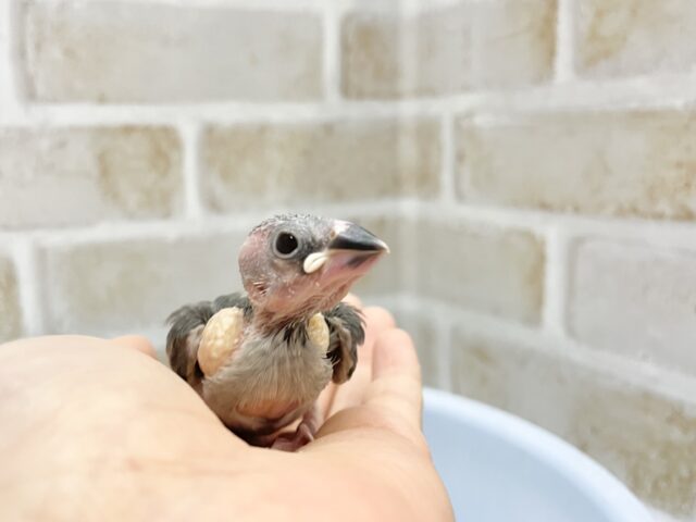 桜文鳥