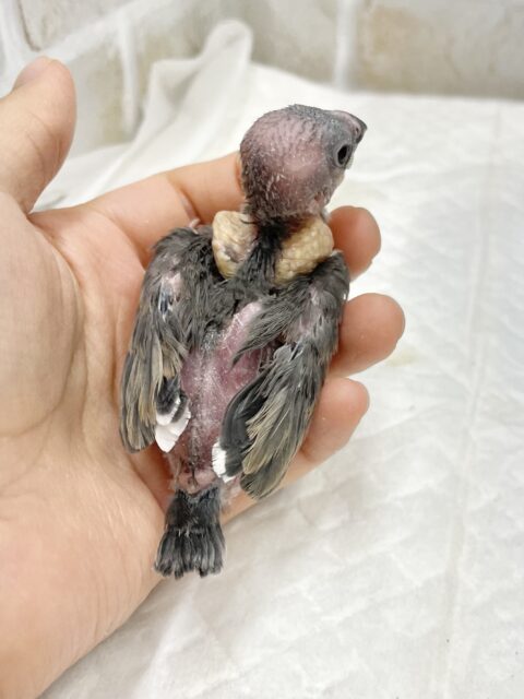 桜文鳥