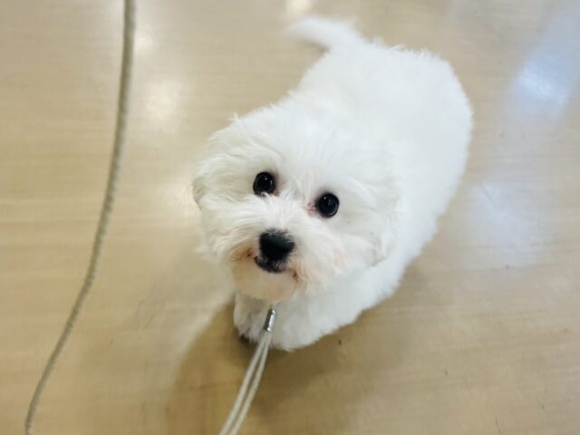 ビションフリーゼ