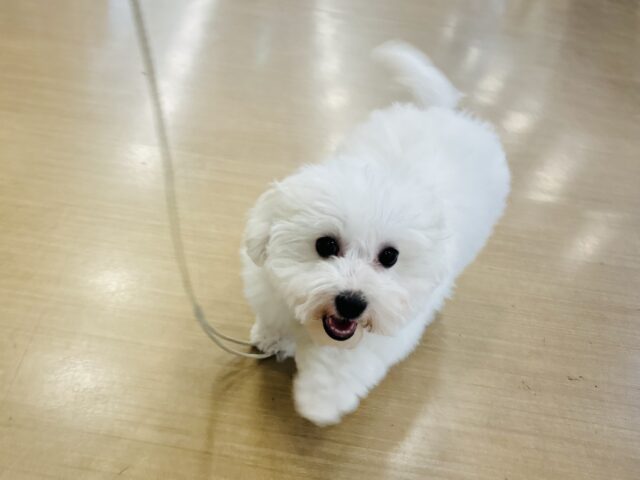 ビションフリーゼ