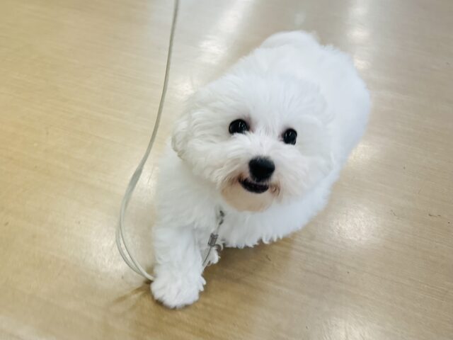 ビションフリーゼ