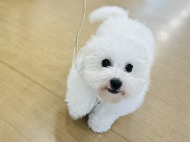 ビションフリーゼ