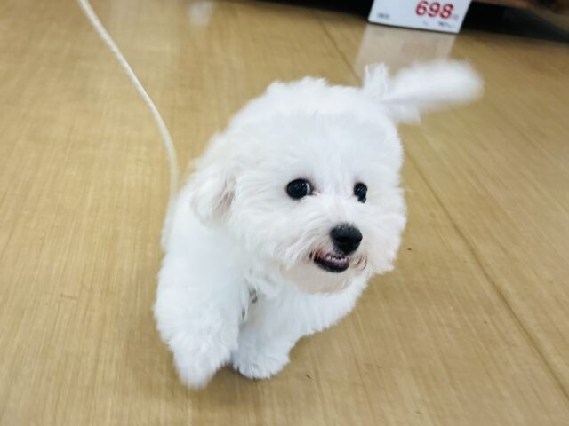 ビションフリーゼ