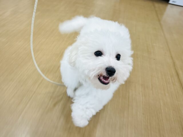 ビションフリーゼ