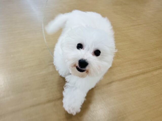 ビションフリーゼ