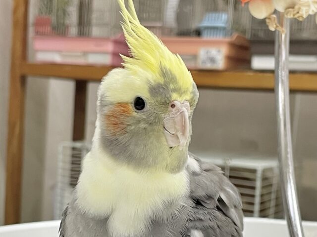 最新画像あり🌟手乗りさん🌟 ちょっぴりビビりのオカメさん～💫 オカメインコ(パイド)