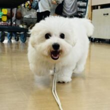 弾けるスマイルのお届け〜♡ビションフリーゼくん！