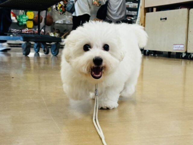 弾けるスマイルのお届け〜♡ビションフリーゼくん！