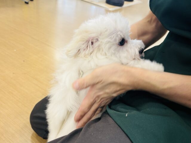ビションフリーゼ
