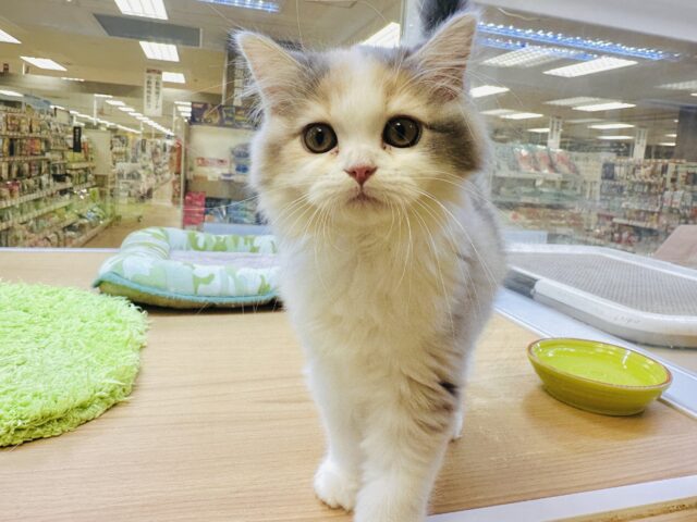 ミヌエット